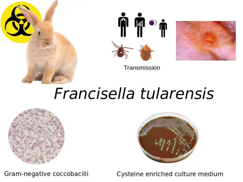 土拉弗朗西斯菌的基本特征