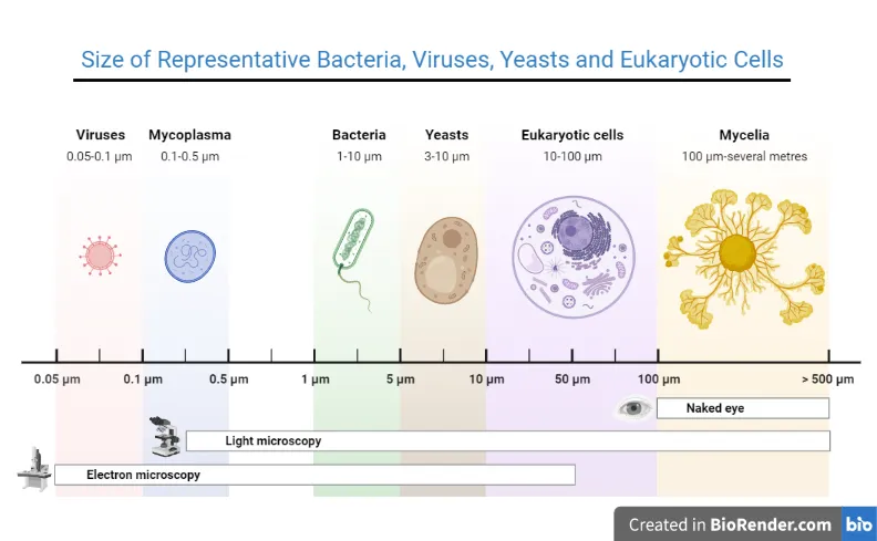 细菌，病毒和酵母的大小