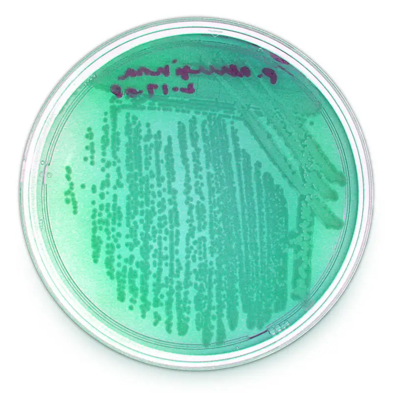Tryptic大豆琼脂中的铜绿假单胞菌