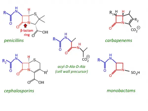 常见β -内酰胺类抗生素的分子结构